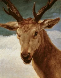 Testa di cervo, 1634