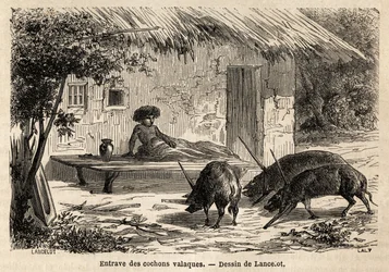 Ostruzioni delle anteriorità, così immobilizzati, dei maiali valacchi, in Romania. Incisione per illustrare il viaggio da Parigi a Bucarest, di Lancelot, disegnatore, nel 1860, pubblicato in "Le tour du monde, nouveau journal des voyages", sotto la direzio