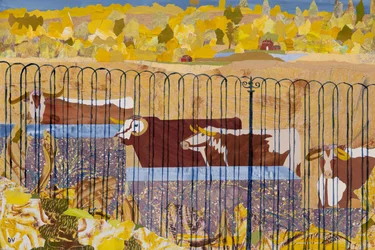 Longhorn assetati, estate calda (collage)