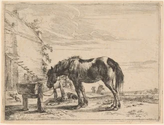 Un cavallo legato a una mangiatoia