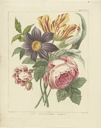 Bouquet di fiori con peonia e tulipano (Un misterioso bouquet)