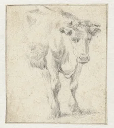 Studio di una mucca