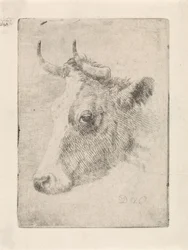 Testa di un toro