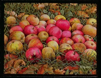 Mele di Durnitzhofer, 1993
