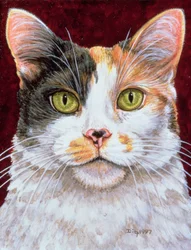 Calendula, 1997