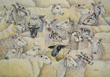 Pecora-coperta