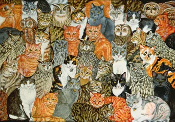 I gufi e i gattini