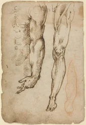 Studi anatomici