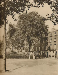 Gli alberi di platano di Torrington Square, c1935