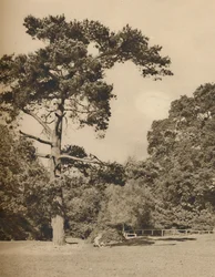 Nella foresta di Hadley, Resto della vecchia foresta reale di caccia di Enfield Chase, c. 1935