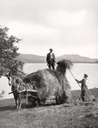Caricamento del fieno su un carro sulle rive del Loch Lomond, Scozia, 1924-1926