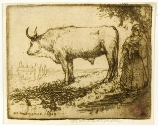 Il bue bianco