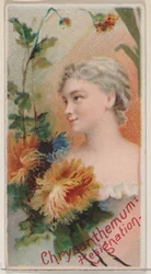Crisantemo: rassegnazione, dalla serie Bellezze floreali e linguaggio dei fiori N75 ..., 1892.
