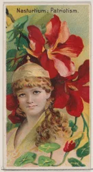 Nasturzio: Patriottismo, dalla serie Bellezze Floreali e Linguaggio dei Fiori N75, 1892