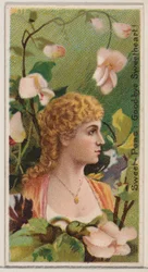 Piselli odorosi: Addio amore mio!, dalla serie Bellezze floreali e linguaggio dei fiori...