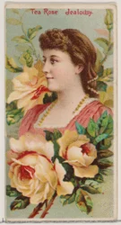Rosa Tea: Gelosia, dalla serie Bellezze floreali e linguaggio dei fiori N75 per Duke..., 1892