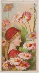 Margherita inglese selvatica: delicatezza, dalla serie Bellezze floreali e linguaggio dei fiori, 1892