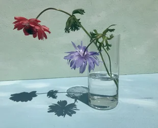 Ombre di fiori vivaci