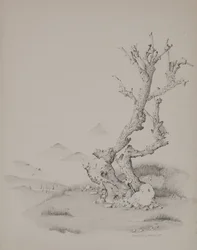 Il tronco