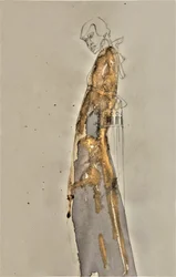 Figura dorata e sinuosa