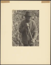 [Uomo con zappa nel campo di sorgo]