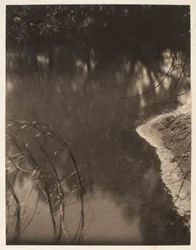 Studio di alberi riflessi nell