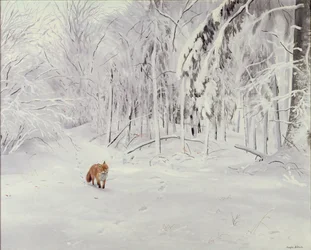 Volpe nella neve alta