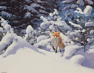 Volpe nella neve alta con abeti