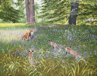 Volpi nelle campanule