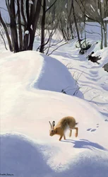 Lepre nella neve