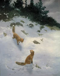 Amore a prima vista, Volpi nella neve