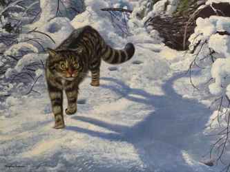 Gatto selvatico scozzese (olio su tela)