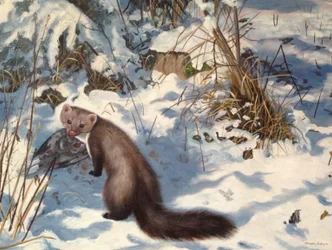 Martora nella neve (olio su tela)