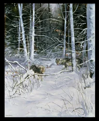 Lupi in una foresta innevata