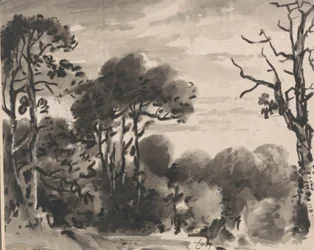 Composizione: Il Bordo di un Bosco