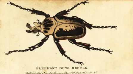 Goliathus regius (incisione)