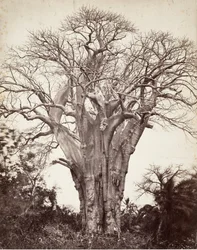 Baobab a Mohéli, 1863