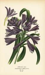 Giglio africano, Agapanthus africanus