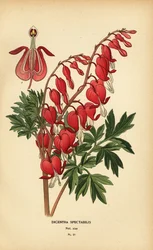Cuore sanguinante asiatico, Lamprocapnos spectabilis.