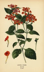 Lantana camara