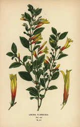 Fucsia brasiliana, Justicia floribunda (Libonia floribunda). Cromolitografia da un