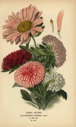 Varietà di Callistephus x sinensis