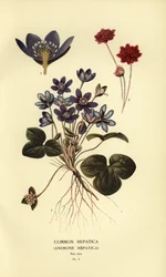Anemone hepatica