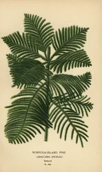 Pino di Cook, Araucaria columnaris. (Pino dell