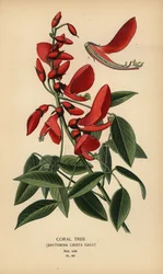 Albero di corallo, Erythrina crista-galli