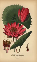 Ninfea egiziana, Nymphaea lotus