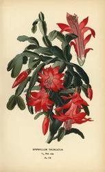 Cactus di Natale falso, Schlumbergera truncata