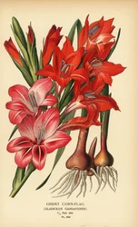 Gladiolo di Gand, Gladiolus x gandavensis. Cromolitografia da un