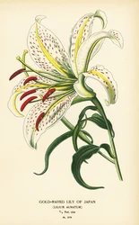 Lilium auratum. Cromolitografia da un