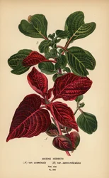 Varietà di Iresine herbstii, a) var. acuminata, b) var. aureo-reticulata